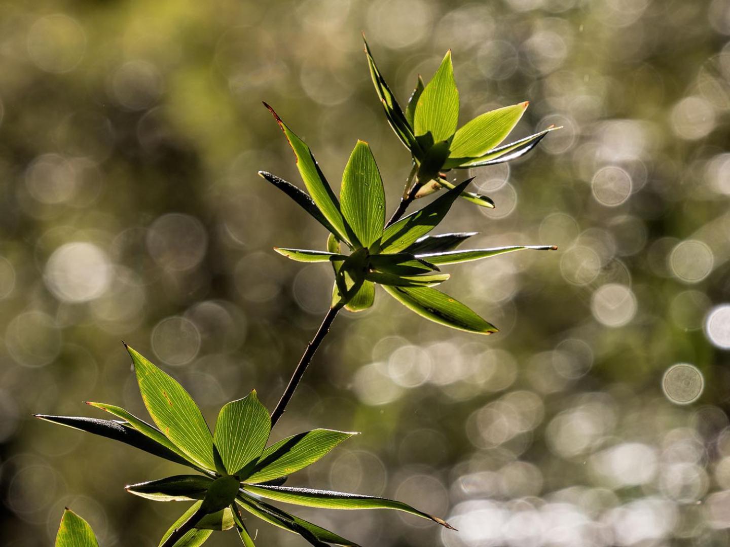 The Floating Forest Denmark Buitenkant foto