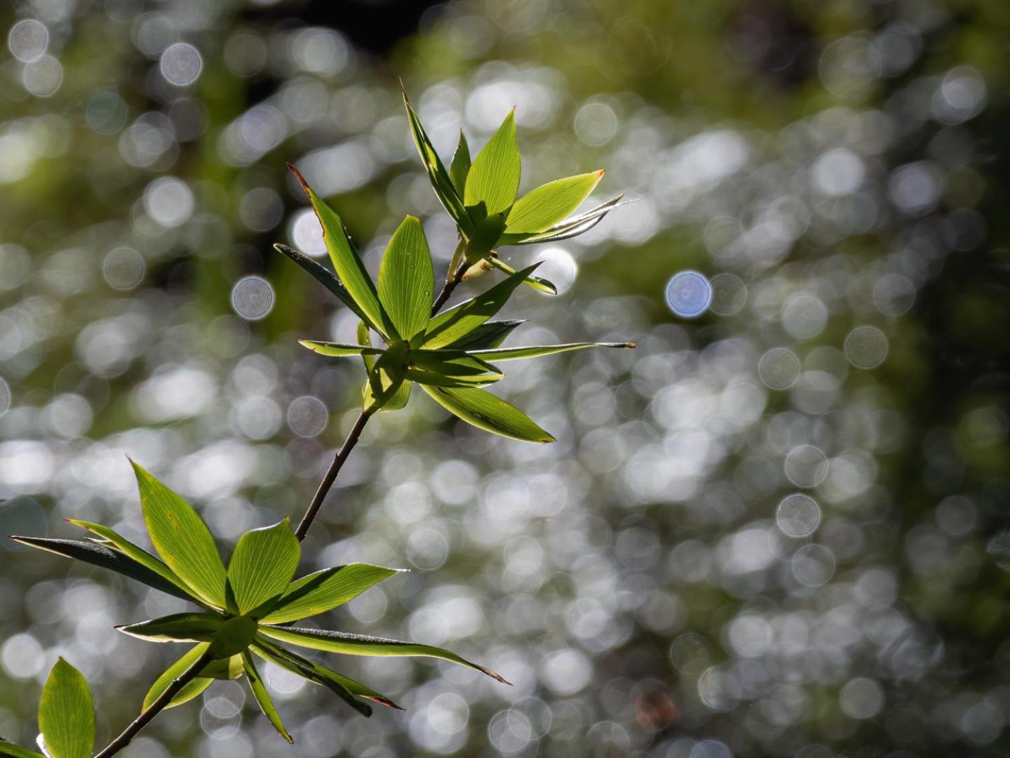 The Floating Forest Denmark Buitenkant foto